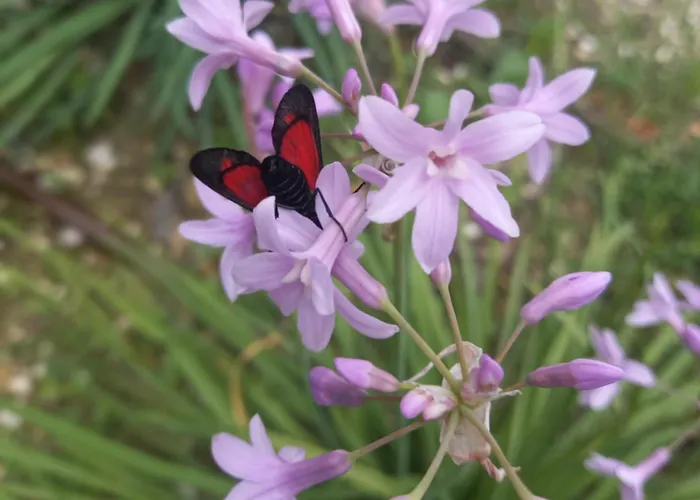 Cuprese, 2p Lägenhet Cupramontana